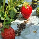 炭化炉スミフク200の廃熱を利用しているファームイシザカ様のいちごハウス。