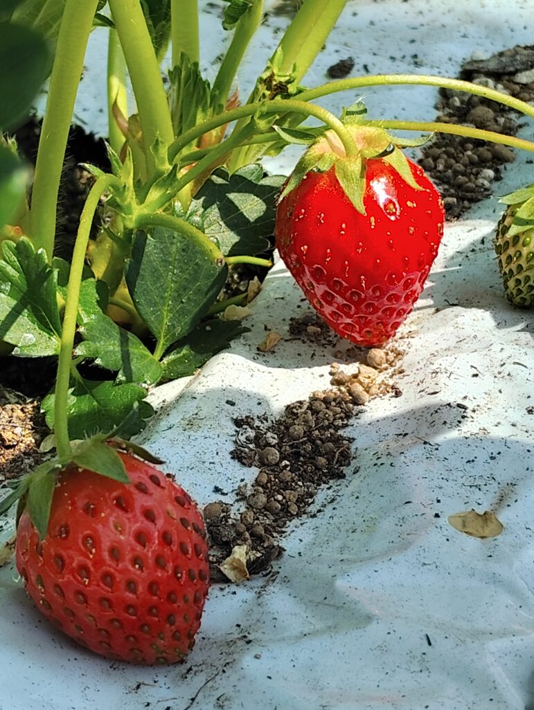 炭化炉スミフク200の廃熱を利用しているファームイシザカ様のいちごハウス。