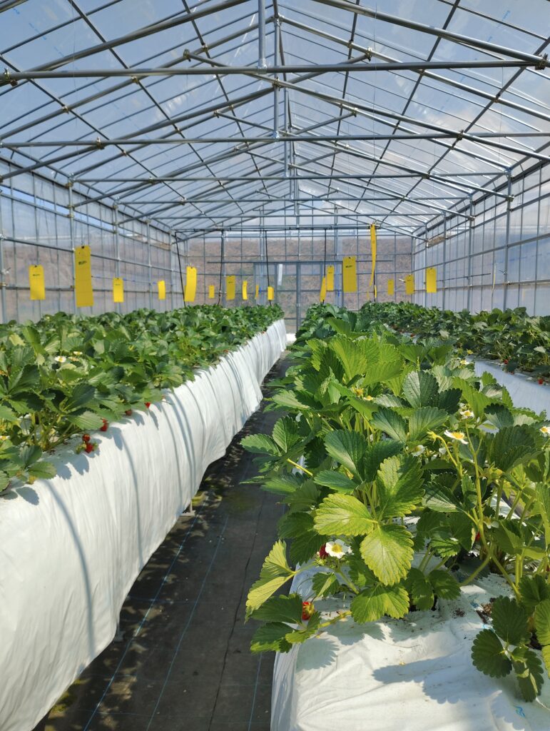 炭化炉スミフク200の廃熱を利用しているファームイシザカ様のいちごハウス。